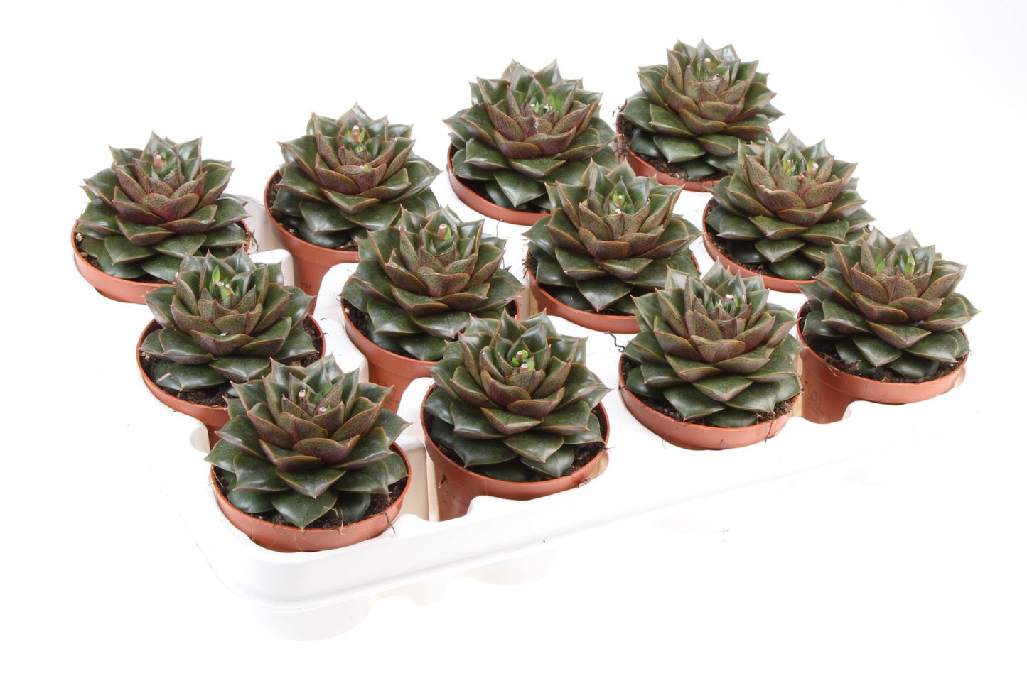 Echeveria Purpusorum succulent featuring a rosette of dark green leaves with reddish-brown spots, placed in a stylish white pot.