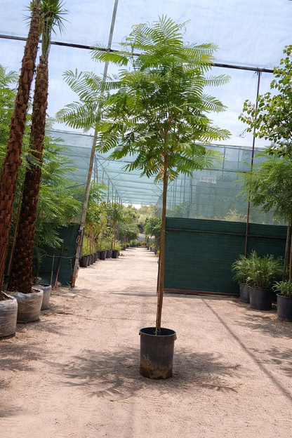 Delonix regia (Royal Poinciana / Flame Tree) - شجرة البونسيانا الملكية