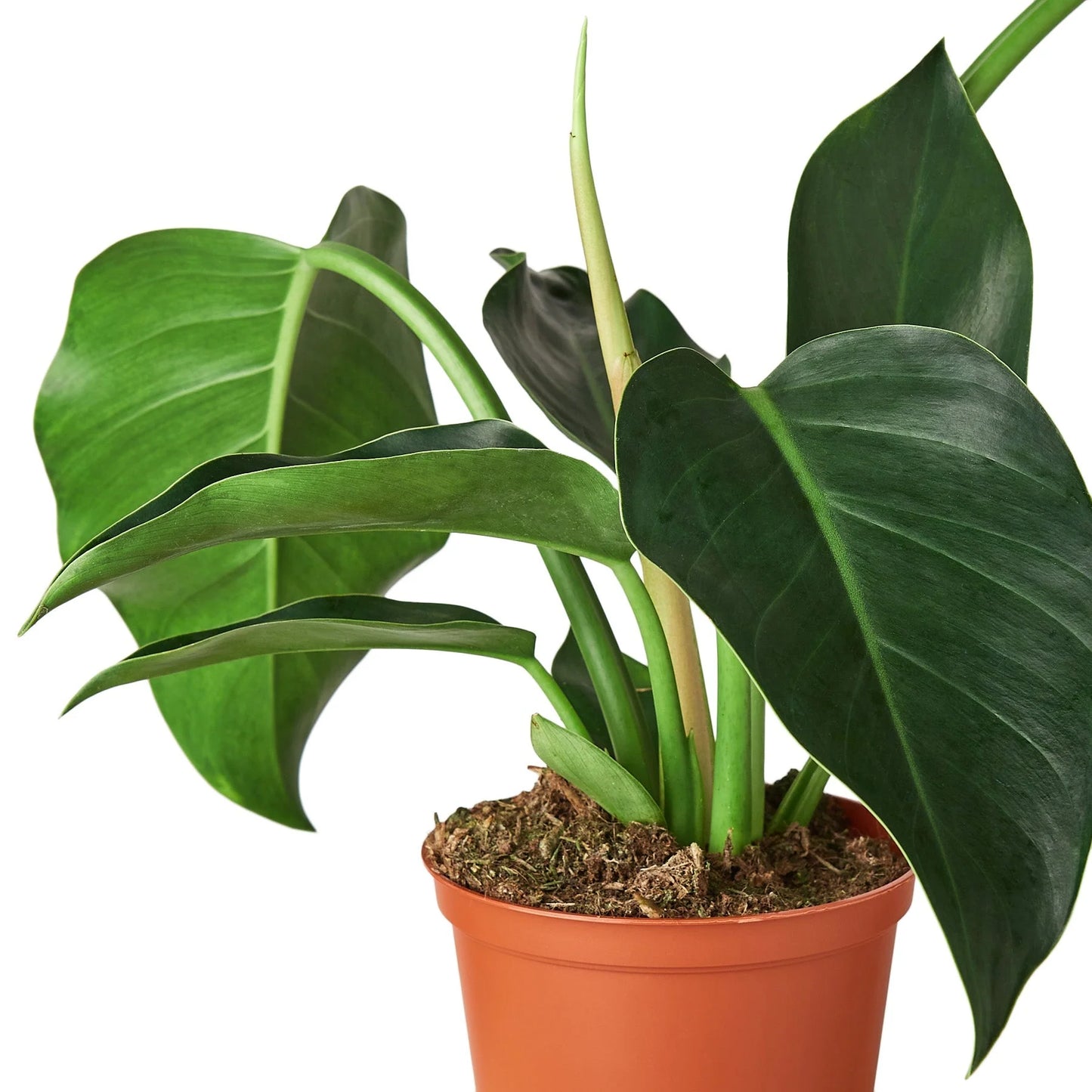 Philodendron Congo Apple - Indoor House Plant - نبتة فيلوديندرون كونغو آبل