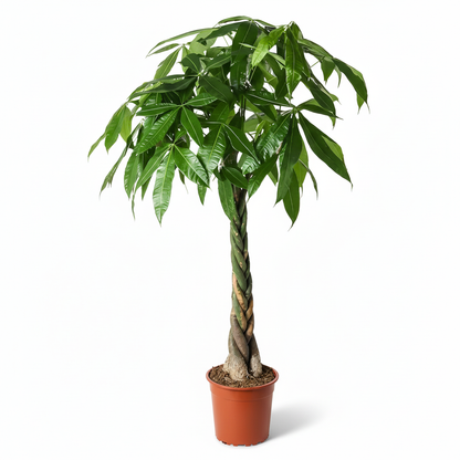 1 - White Background