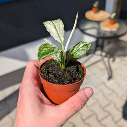 Spathiphyllum Pearl Cupido - Peace Lilly Plant - Indoor Flowering House Plant - نبات داخلي