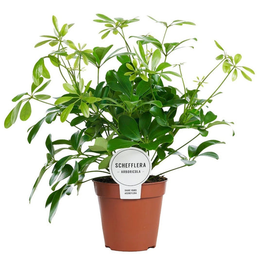 Schefflera Arboricola Nora - Indoor House Plant
