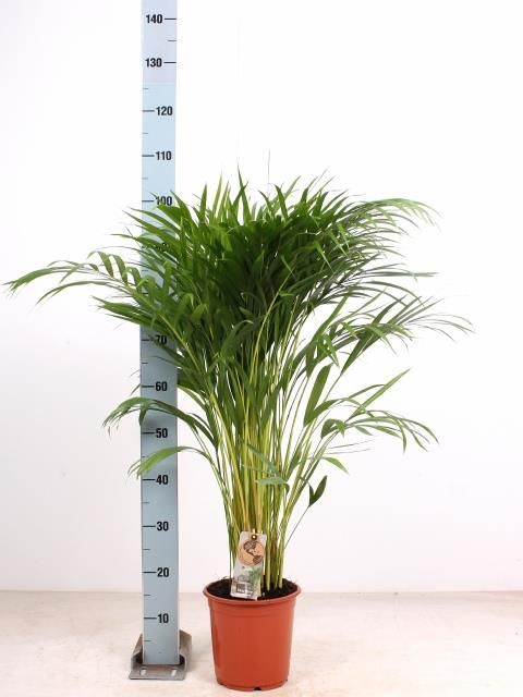 Areca Palm - Dypsis Lutescens - 100cm - Indoor House Plant