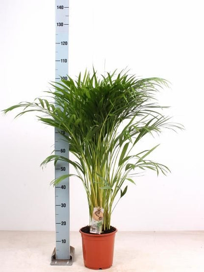 Areca Palm - Dypsis Lutescens - 100cm - Indoor House Plant