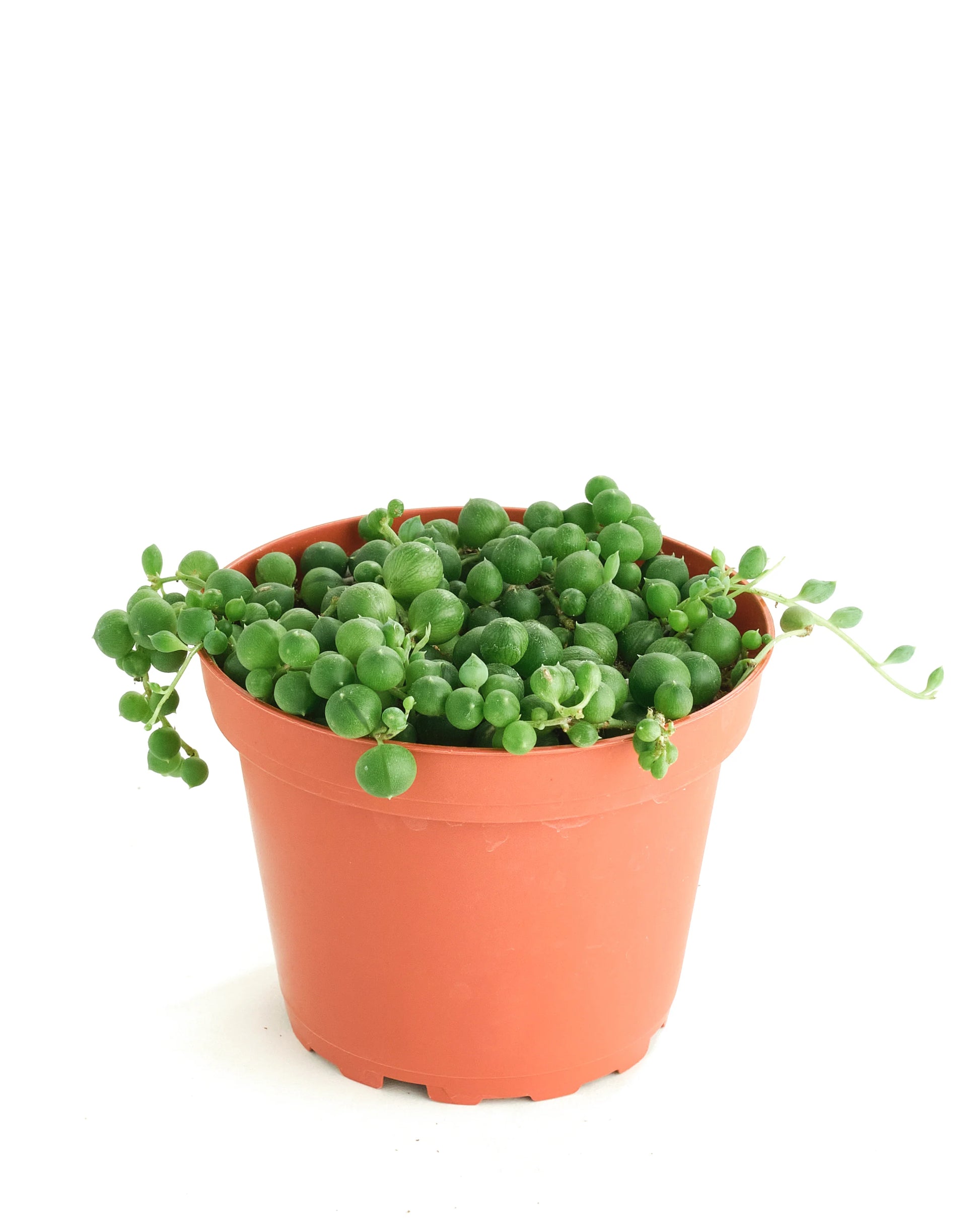 Senecio Rowleyanu...