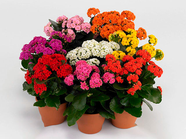 Kalanchoe - Flowering Plant - كالانشو – نبتة مزهرة