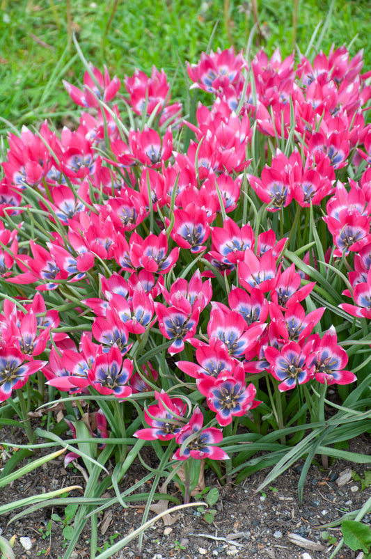 Tulip Little Beauty - Flower Bulb - توليب ليتل بيوتي