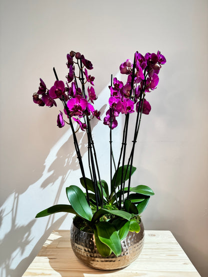 Purple Orchid Plant Bunch in Rose Gold Metal Pot - نبات الأوركيد - Phalaenopsis