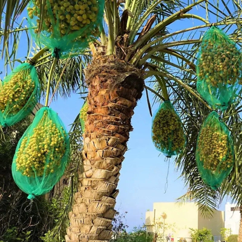 Date Palm Dates P...