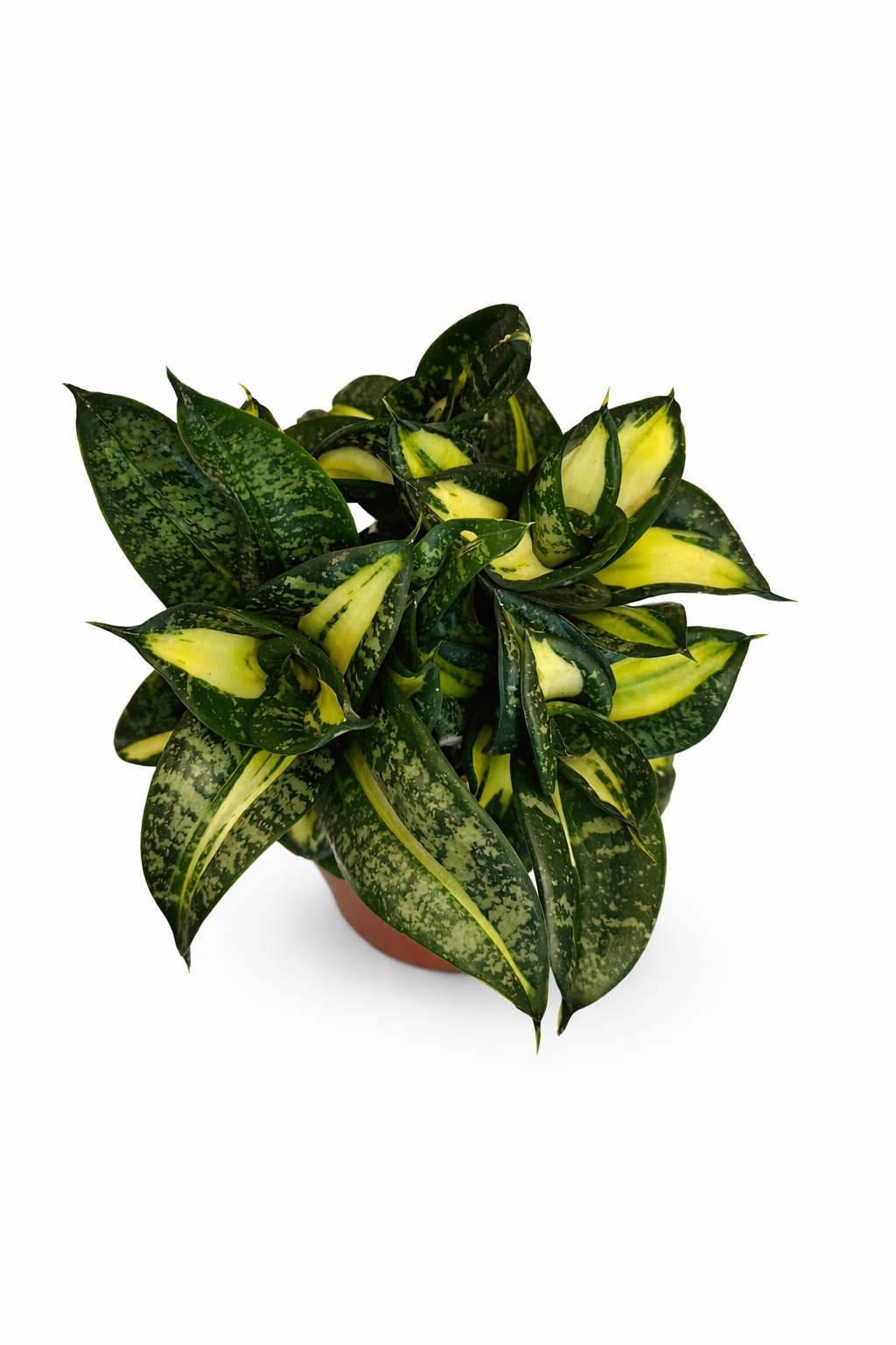 Sansevieria Hahnii Twister Tsunami - Snake Plant - نبتة داخلية
