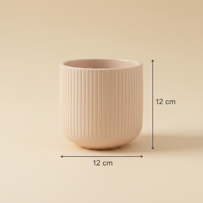 12 × 12 cm planter dimensions