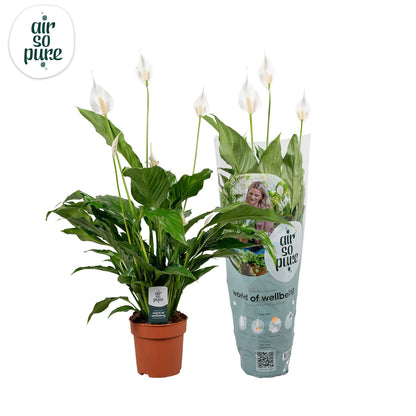 Spathiphyllum Sweet Chico - Peace Lilly - Indoor Flowering Plant