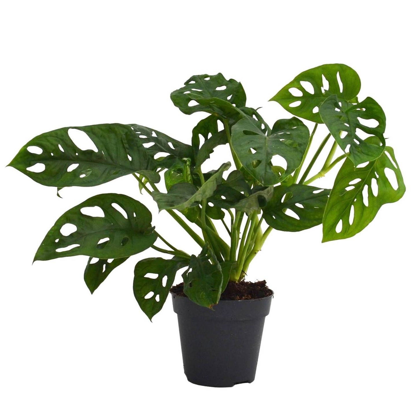 Monstera Obliqua Monkey Leaf - Indoor House Plant - نبات داخلي