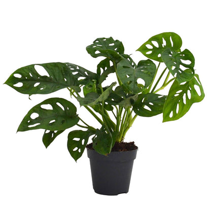 Monstera Obliqua Monkey Leaf - Indoor House Plant - نبات داخلي