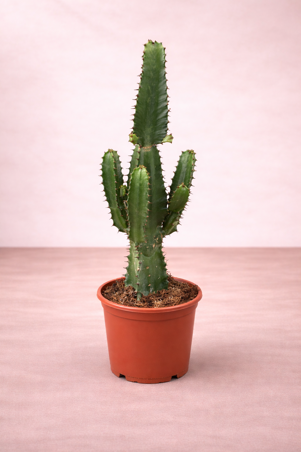 Euphorbia Acruren...