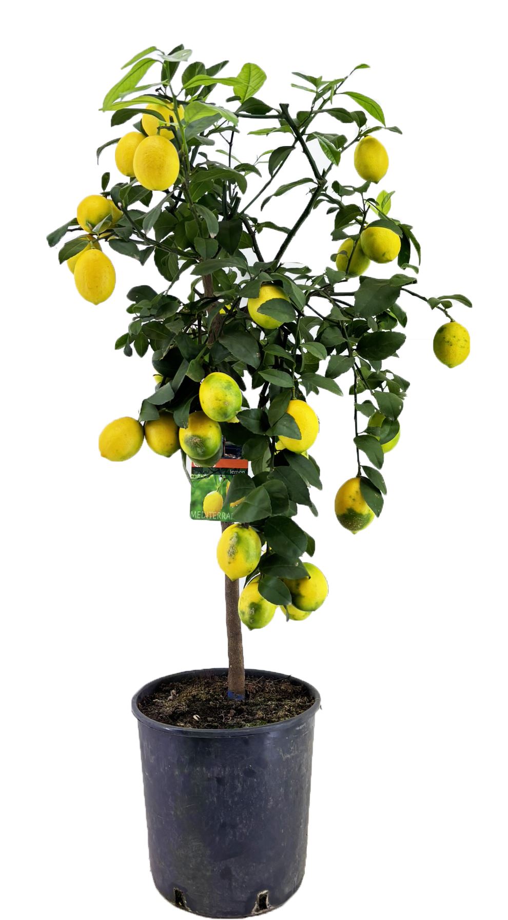 Lemon Fruit Plant - شجرة الليمون