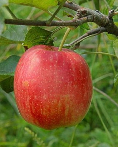 Apple Fruit Tree - Malus Domestica Delcorf laagstam - شجرة فاكهة التفاح