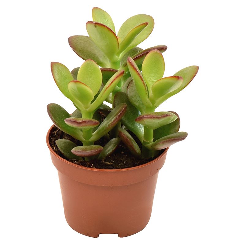 Jade Plant - Crassula Ovata Minor - Succulent Plant - Indoor House Plant - نبات داخلي