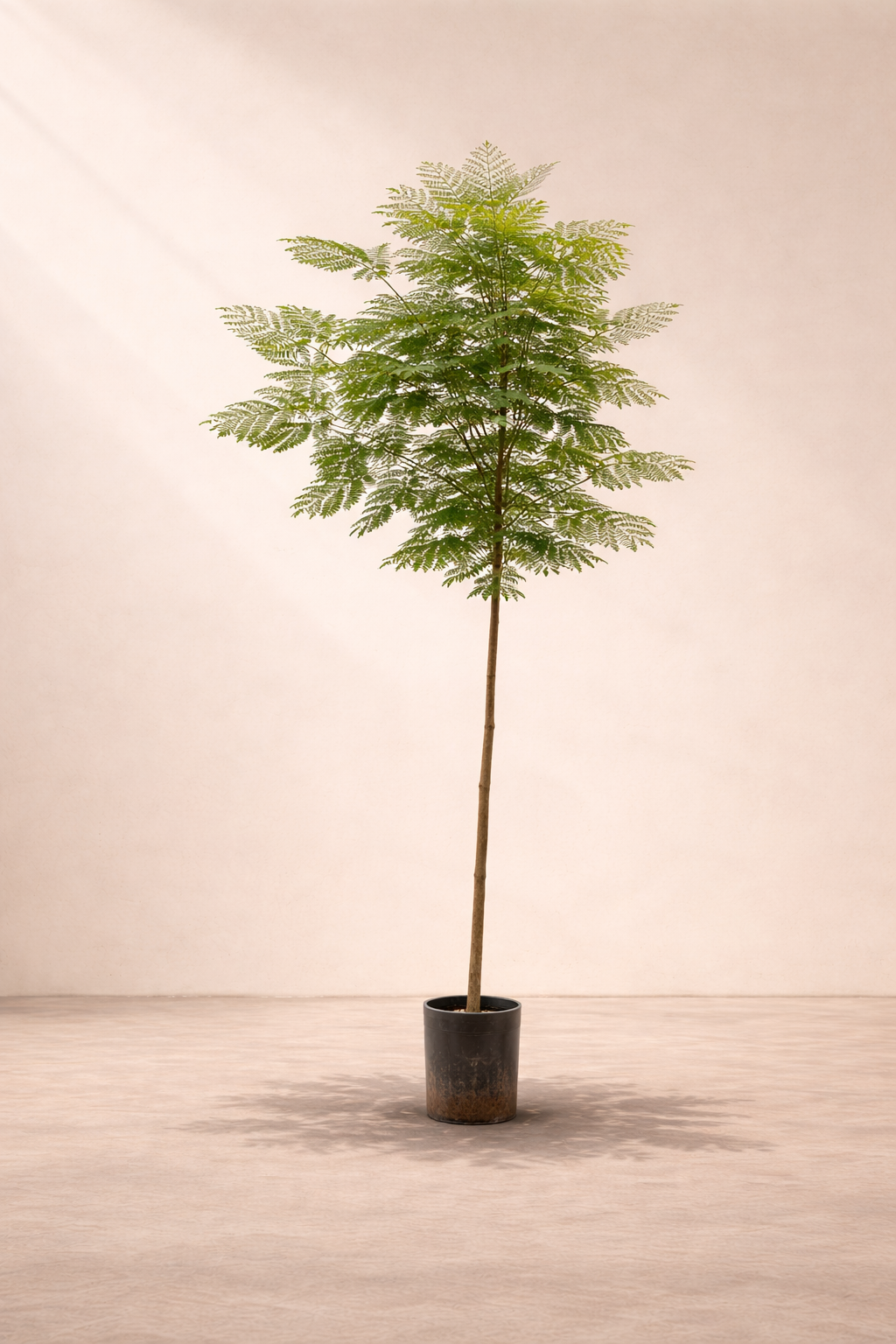 Delonix regia (Royal Poinciana / Flame Tree) - شجرة البونسيانا الملكية