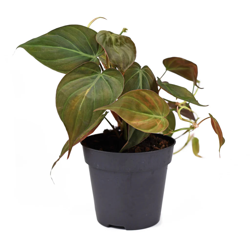 Philodendron Scandens Micans showcasing velvety, heart-shaped leaves with dark green and bronze hues, displayed in an elegant indoor setting.