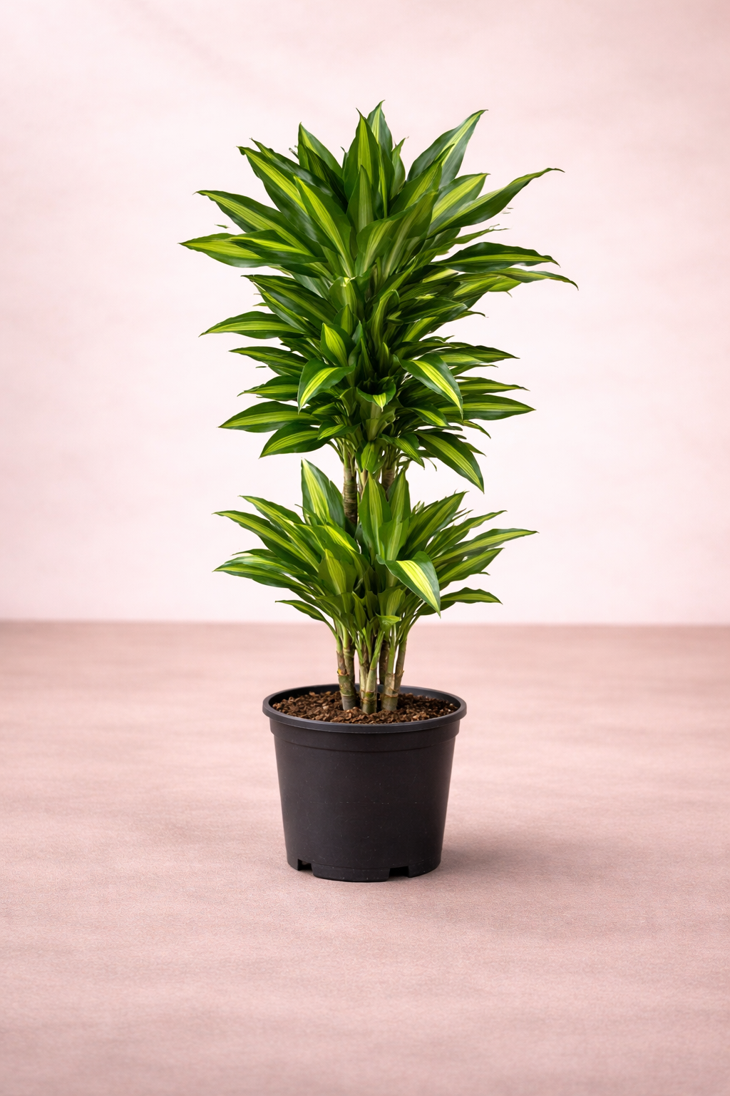 Dracaena Cintho Branched - Indoor House Plant - نبات داخلي