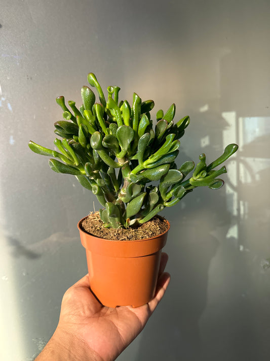 Crassula Trompet - Jade Plant - Succulent Plant - Indoor House Plant - نبات داخلي