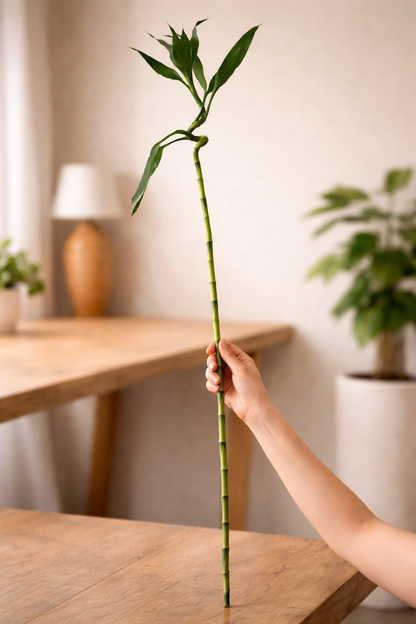 Spiral Lucky Bamboo 100cm | بامبو حلزوني ١٠٠ سم – نبات داخلي