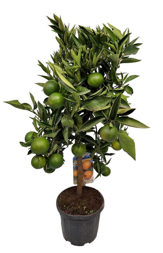 Orange Fruit Plant - Citrus Reticulata - شجرة البرتقال