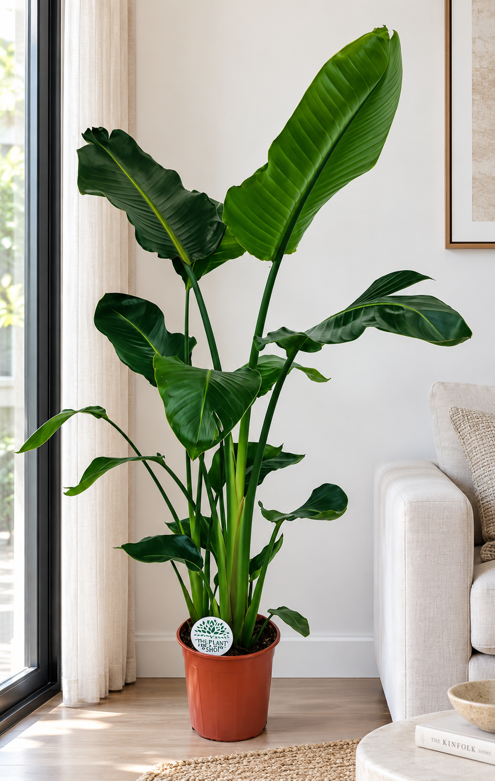 Strelitzia Nicola...