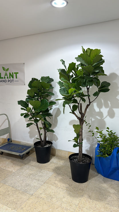 Ficus Lyrata - Fiddle Fig Leaf Plant - Indoor House Plant - نبات داخلي