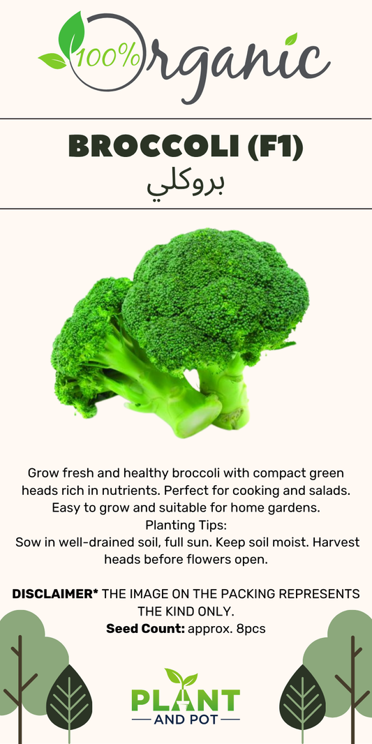 Broccoli (F1) Organic Seeds - بذور بروكلي هجين (F1)