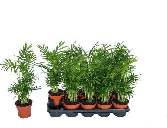 Chamaedorea Elegans - شاميدوريا إليجانس - نباتات داخلية