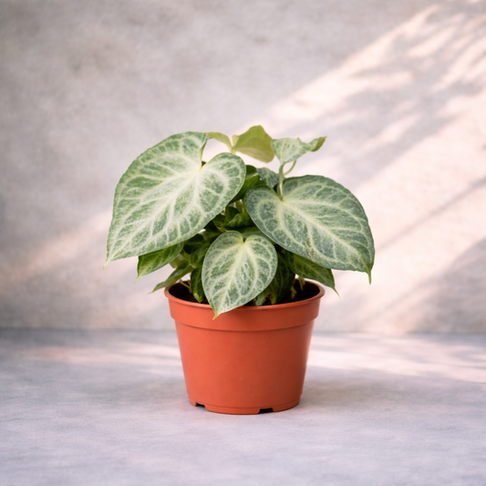 Anthurium Silver Blush Mint - Rare Indoor House Plant - نبات داخلي