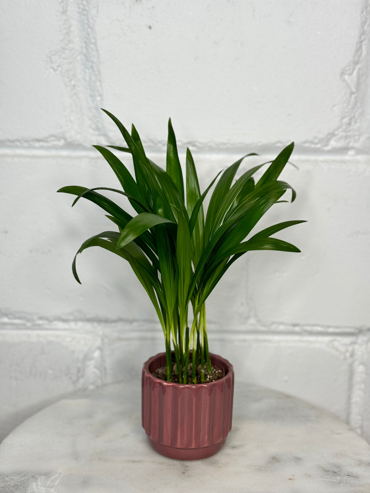 Areca Tiny Palm - Dypsis Lutescens - Indoor House Plant - نبات داخلي