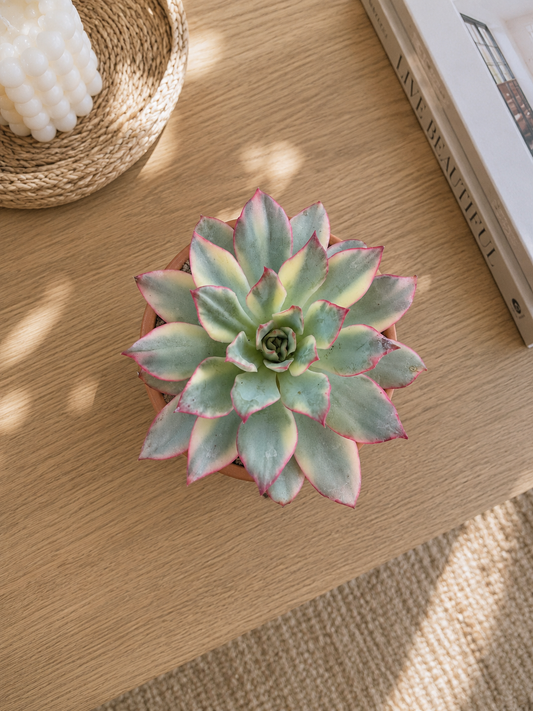 Echeveria Moon Gatonis Variegated - Succulent Plant - Indoor House Plant - نبات داخلي
