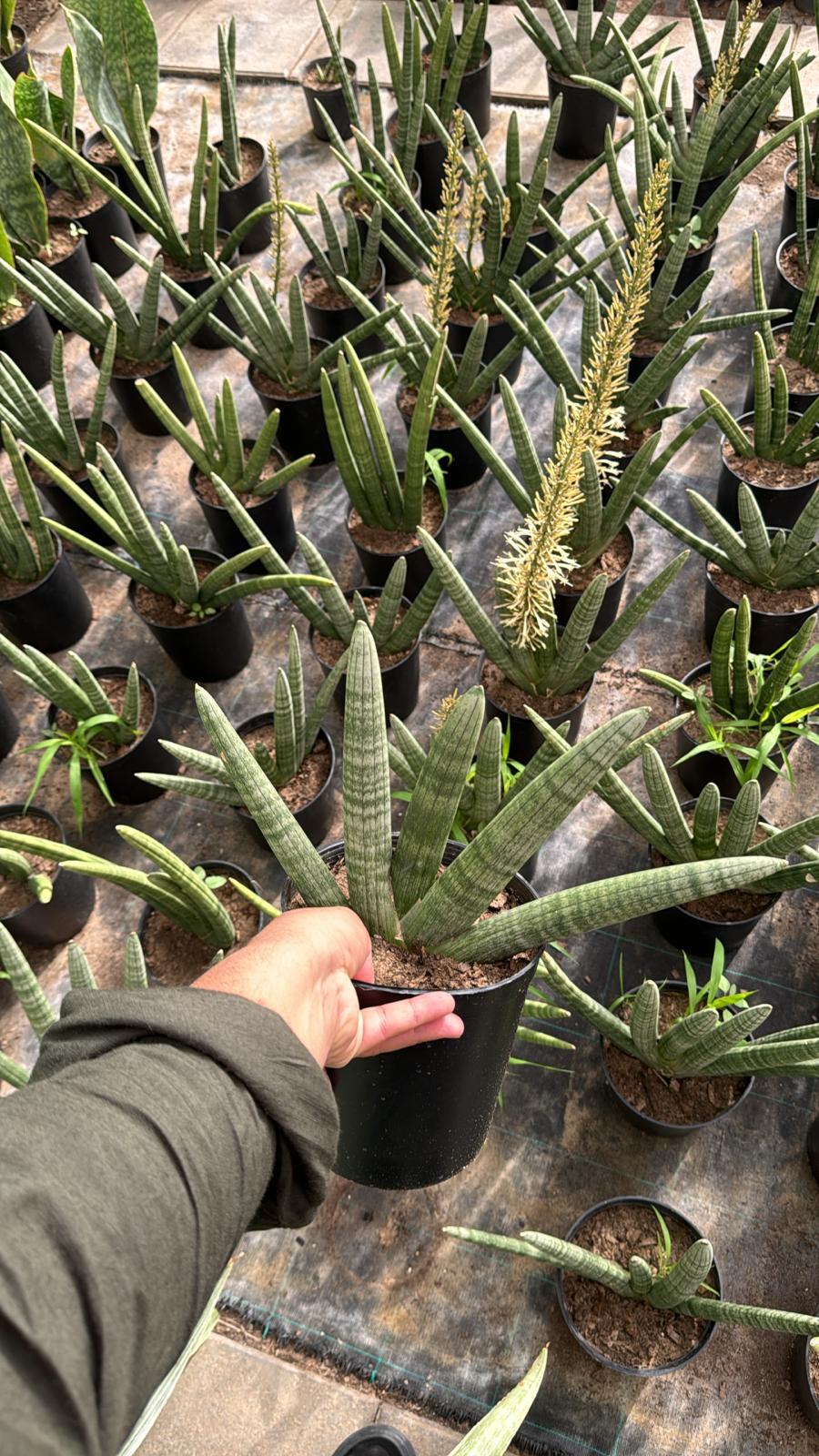 Sansevieria Fingered– Indoor Snake Plant | نبات داخلي