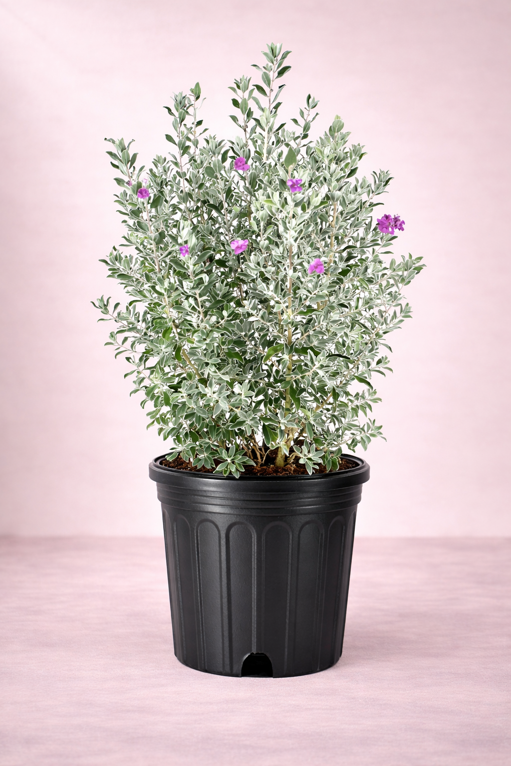 Leucophyllum Frut...