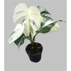 Monstera variegata Snow White - Rare Plant - Indoor Plant - نبات داخلي - نبات المونستيرا