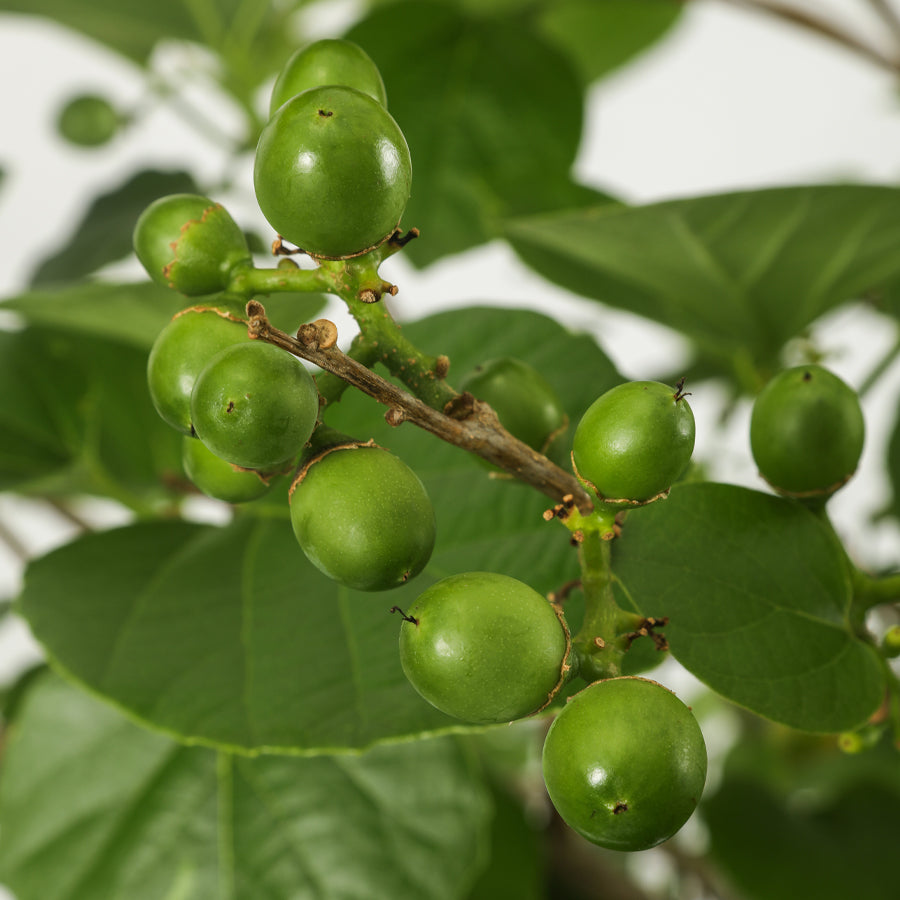 Bambur Tree Bambar Tree - Cordia Myxa - شجرة البمبر – Plant and Pot Co.