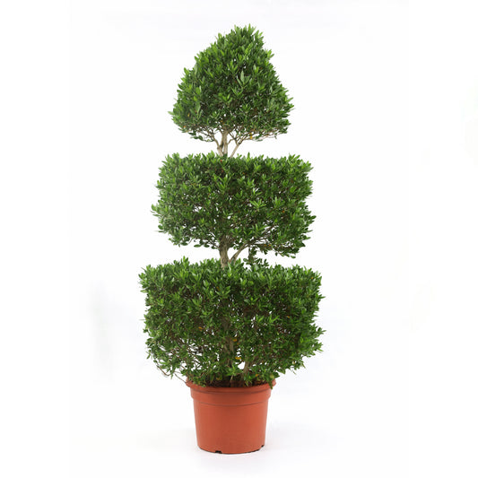 Conocarpus (3 Level)