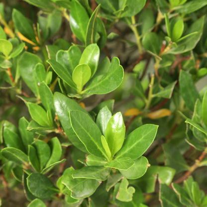 Conocarpus (spiral)