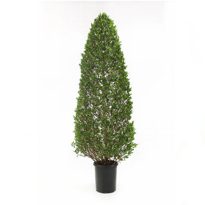 Conocarpus (cypress)