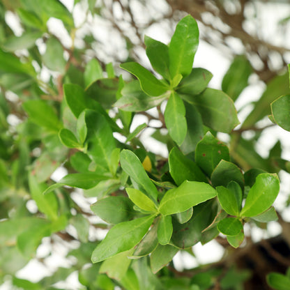 Conocarpus (cypress)