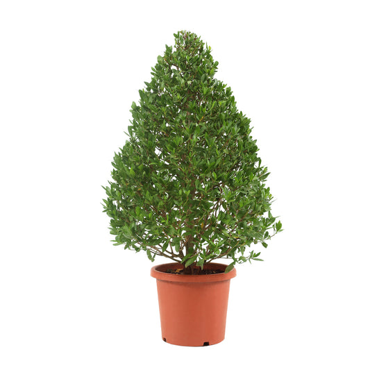 Conocarpus (cypress)