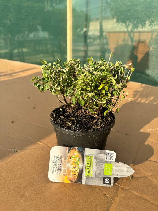 Organic Wild Marjoram Plant - Origanum Vulgare - زعتَر بري