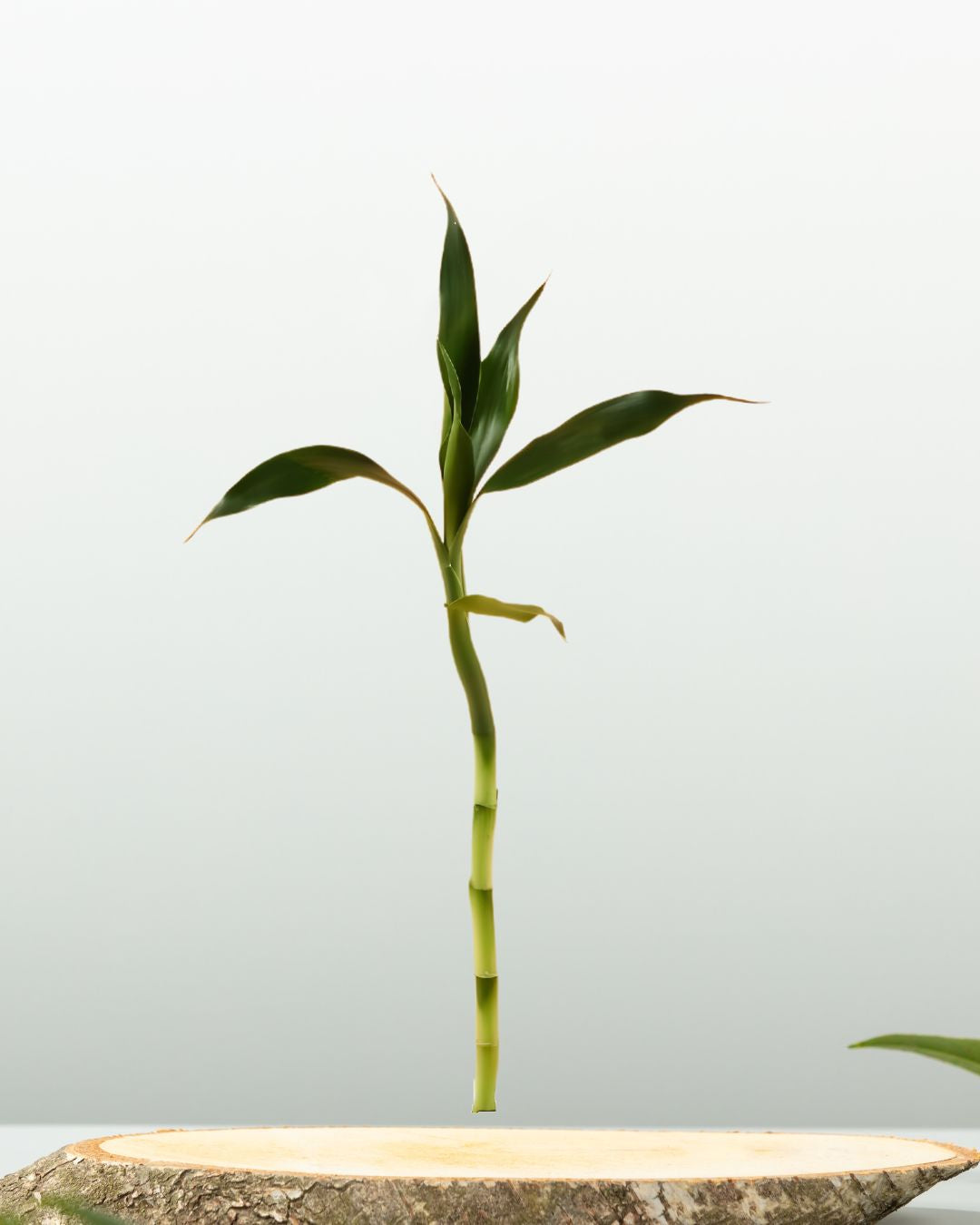 Lucky Bamboo – Single Stick - نبتة بامبو