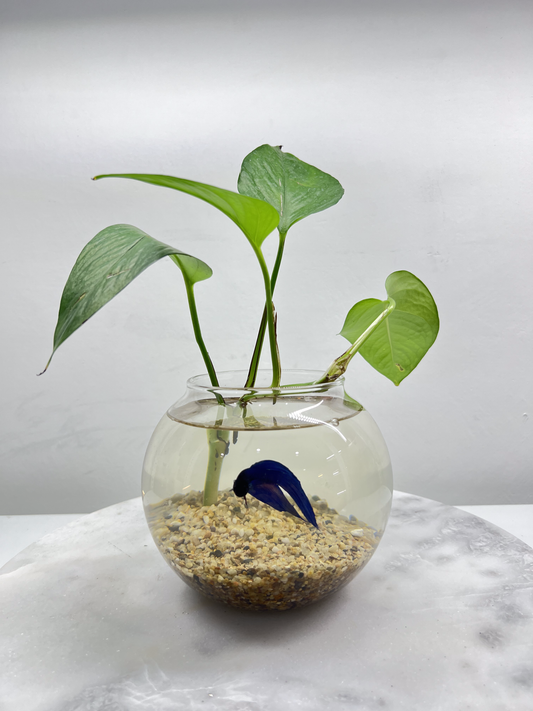 Blue Betta - Glass Bowl with a Plant