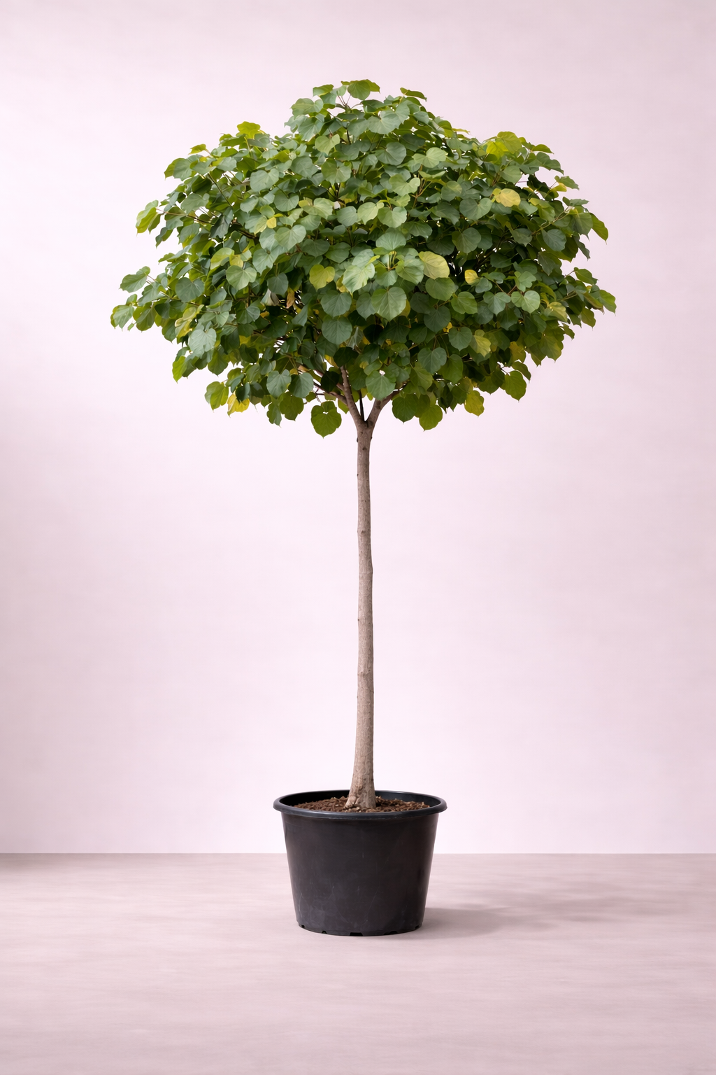 Hibiscus Tiliaceus - شجرة الهيبسكس