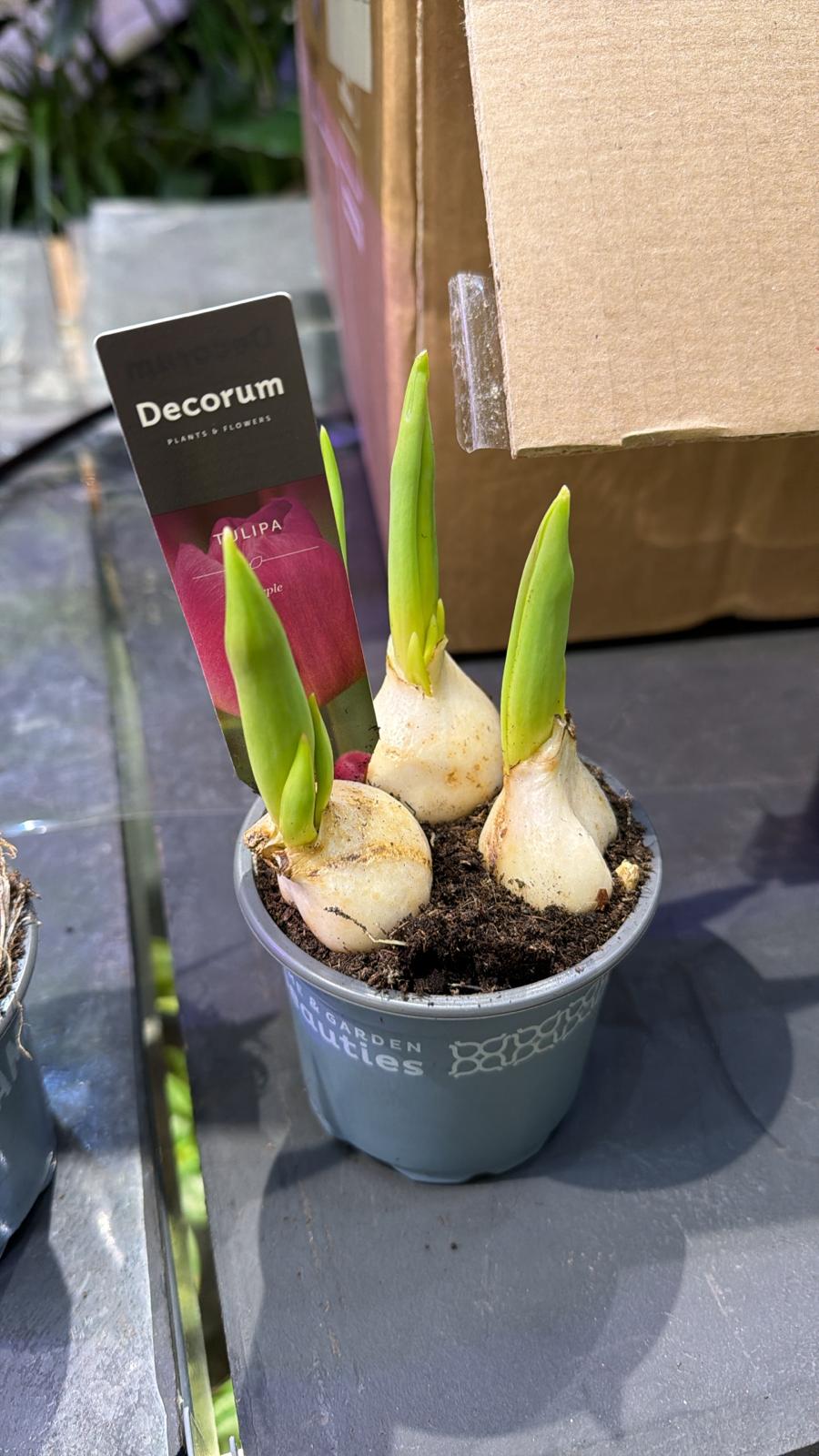 Tulip Plant - Gro...