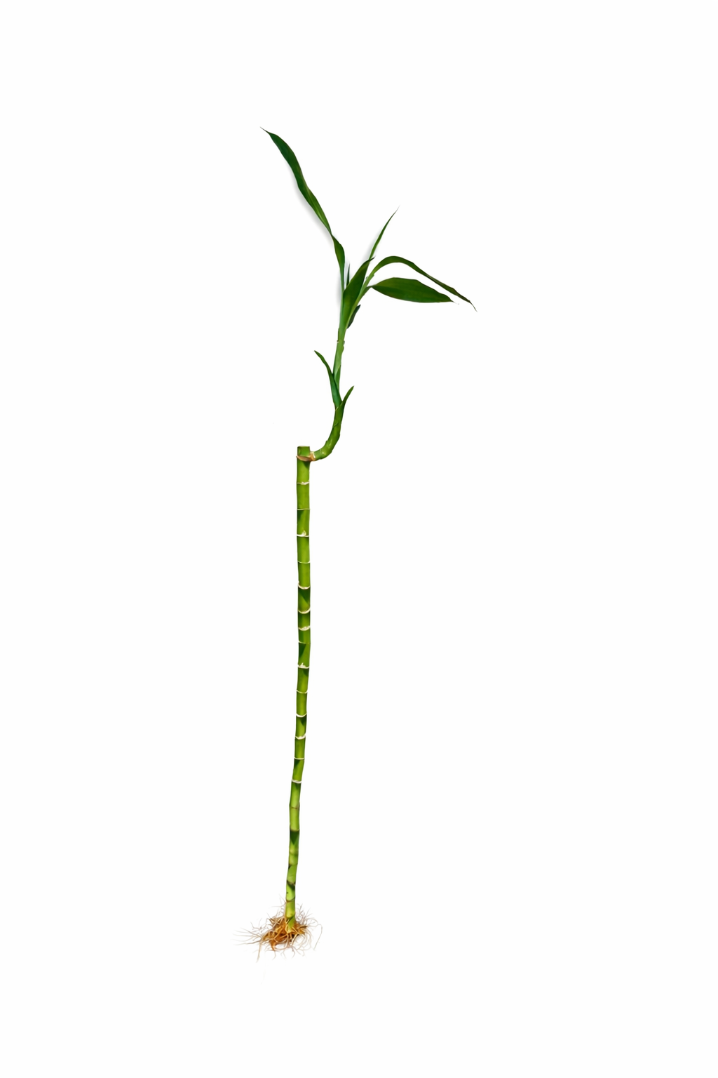 Lucky Bamboo Stal...